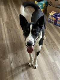 SPARKY - Photo 1