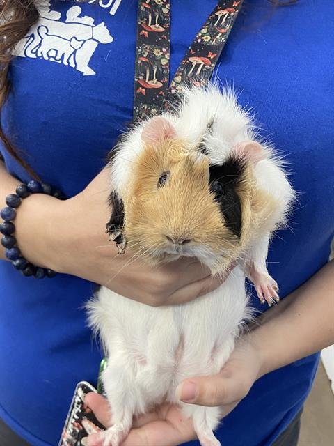 OLIVIA - Guinea Pig available for adoption