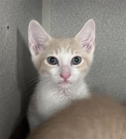 LOUIE - Domestic Medium Hair available for adoption