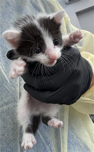 OREO Image