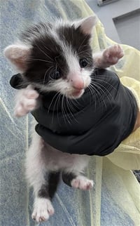 OREO - Photo 1