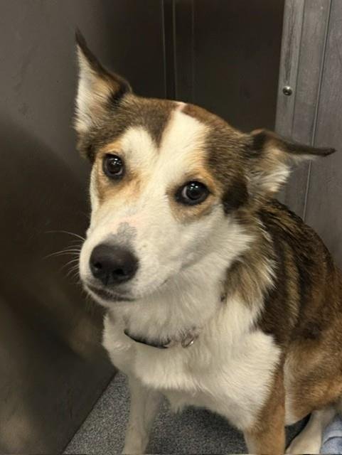LILY - Husky available for adoption