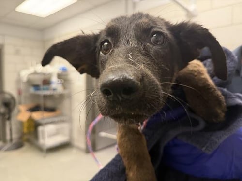 HONEY - German Shepherd Dog available for adoption
