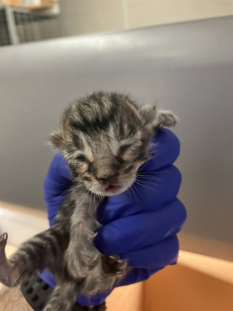TIGER - Domestic Short Hair available for adoption