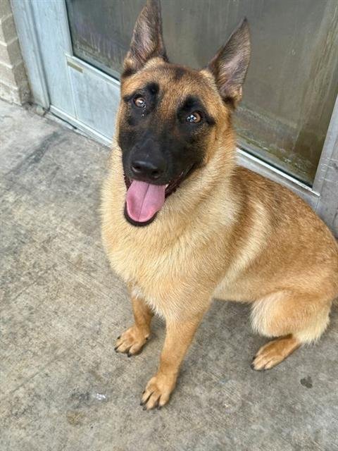 BEANIE Image