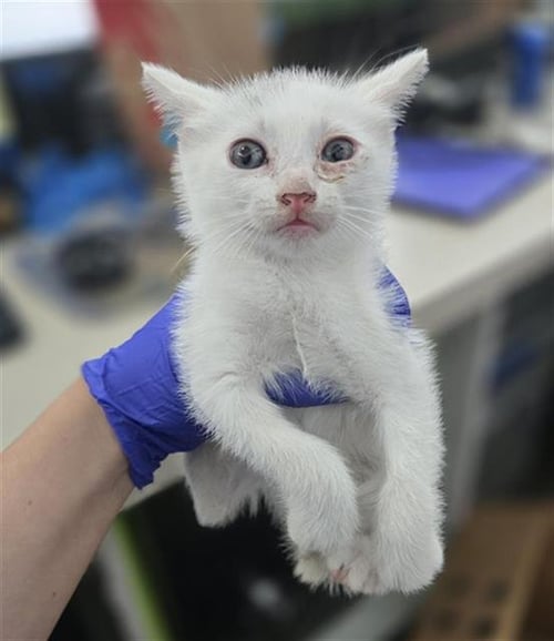 HANNAH - Domestic Short Hair available for adoption