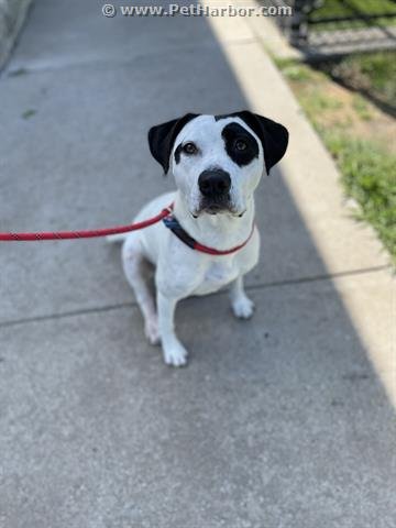 MANCHAS - Pit Bull Terrier available for adoption