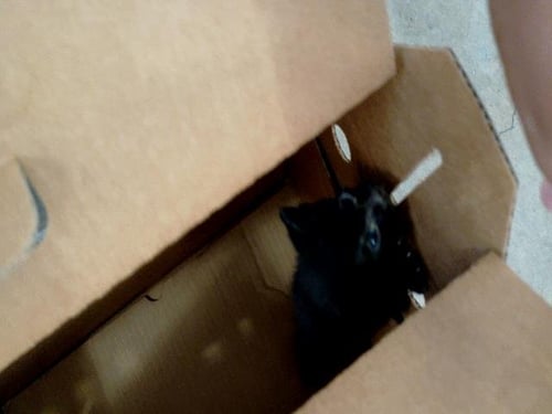 APPLE - Domestic Long Hair available for adoption