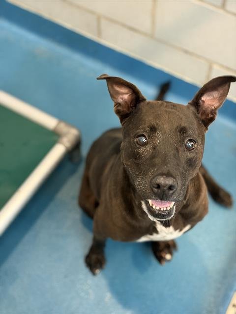 ZARA - Pit Bull Terrier available for adoption