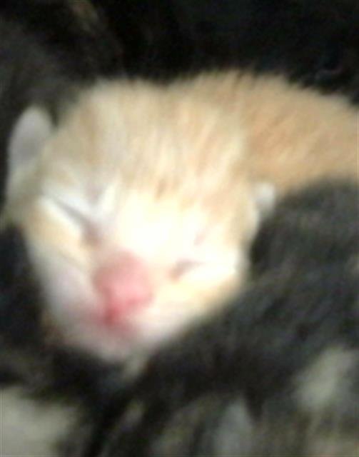 GUAVA - Domestic Medium Hair available for adoption