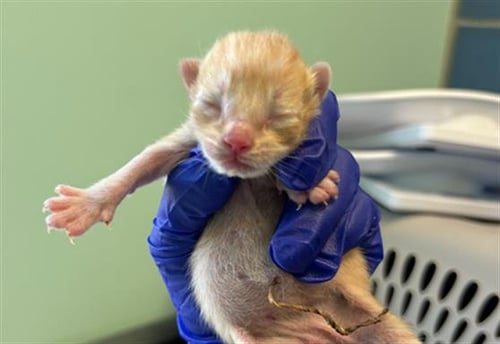 GUAVA - Domestic Medium Hair for adoption in Dallas