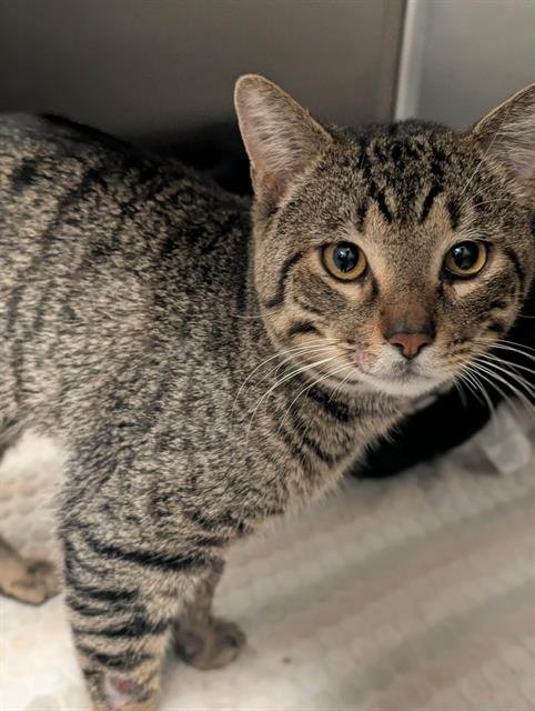 WHISKERS - Domestic Short Hair available for adoption