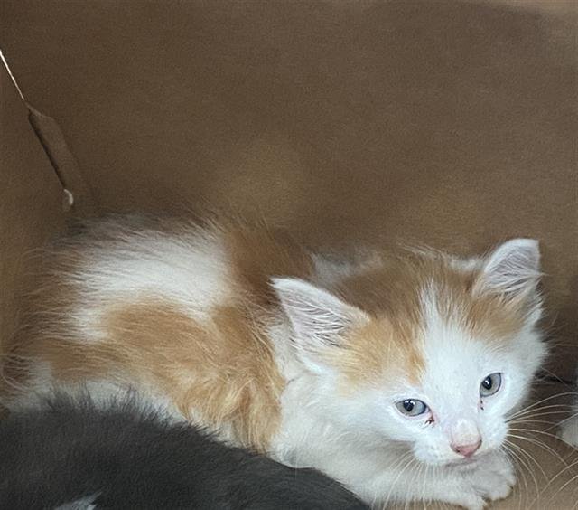 SIMBA Image