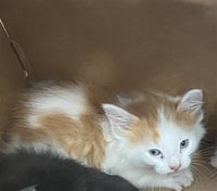 SIMBA - Photo 1