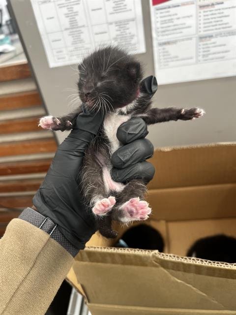 EBONY - Domestic Medium Hair available for adoption