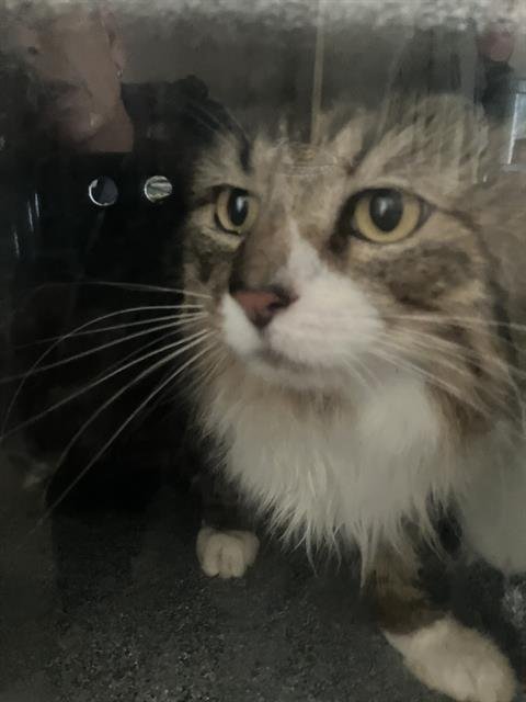 LUCY Image