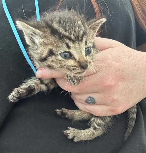 SUPER KITTY - Domestic Short Hair for adoption in Dallas