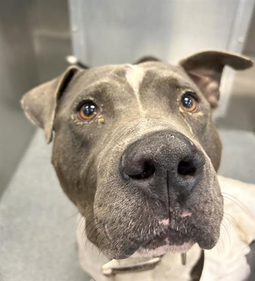DUMBO - Pit Bull Terrier available for adoption