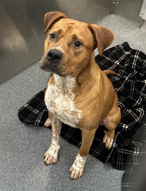 GEORGIE - Pit Bull Terrier available for adoption