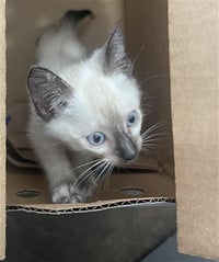 PENELOPE - Photo 1