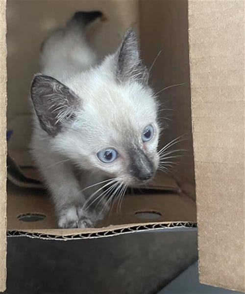 PENELOPE - Domestic Short Hair available for adoption