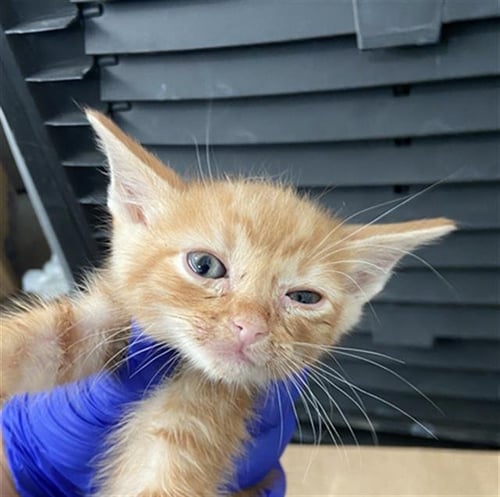 POOH - Domestic Short Hair available for adoption