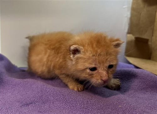 CHURRO - Domestic Short Hair for adoption in Irving