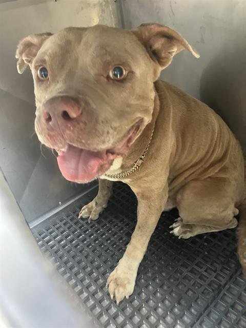 EUGENE - Pit Bull Terrier available for adoption