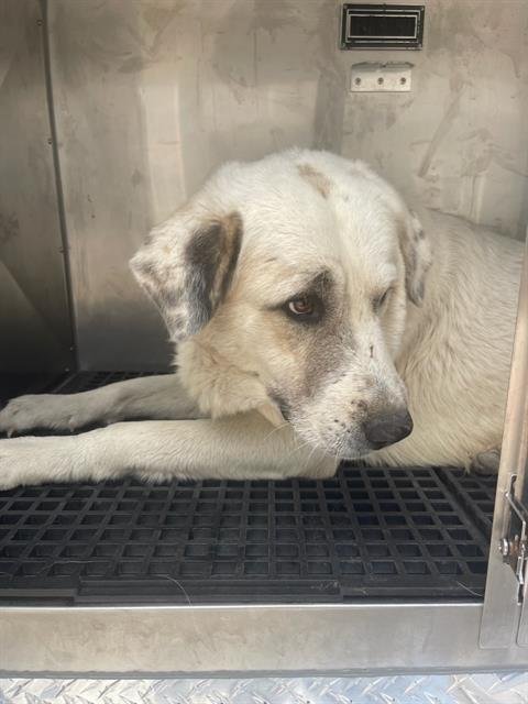 CONNER - Great Pyrenees available for adoption