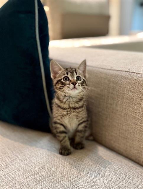 CHARLIE - Domestic Medium Hair available for adoption