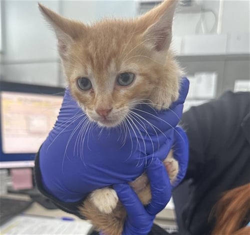 POPSICLE - Domestic Short Hair available for adoption