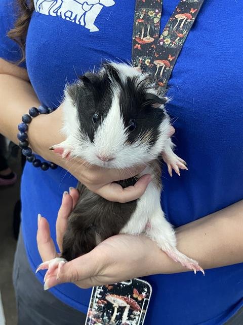 CHARLOTTE - Guinea Pig available for adoption