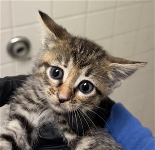 BASTET - Domestic Short Hair available for adoption