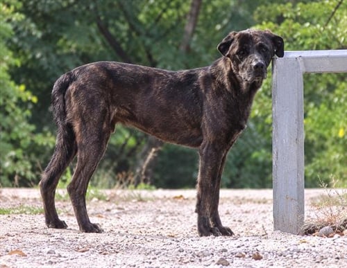 LUCIFER - Cane Corso Mastiff available for adoption