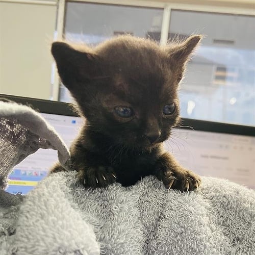 ITTY BIT - Domestic Short Hair available for adoption