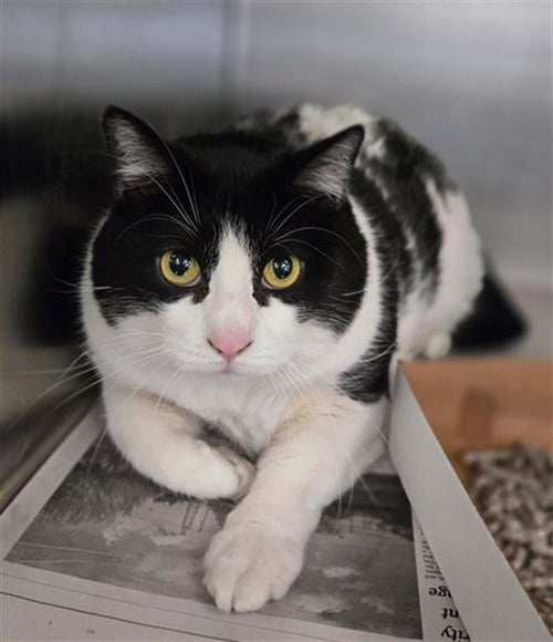ASH - Domestic Short Hair available for adoption