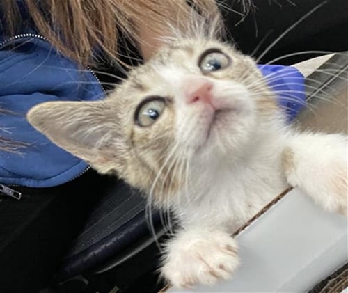 NEMA - Domestic Short Hair available for adoption