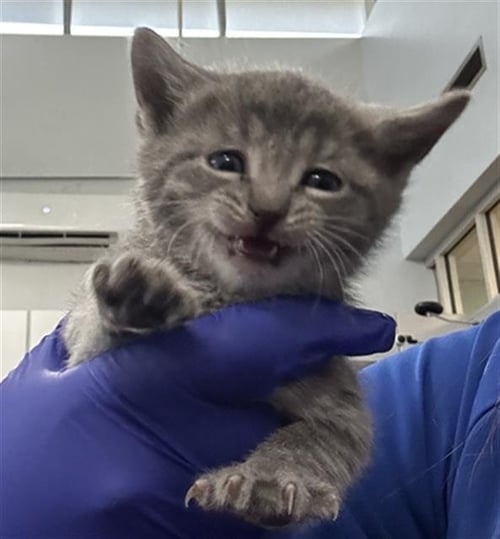 RAIN - Domestic Short Hair available for adoption