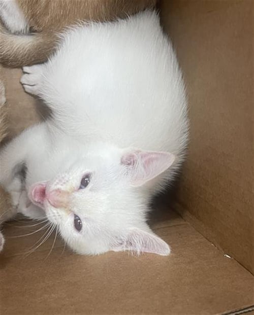 CEADER - Domestic Short Hair available for adoption