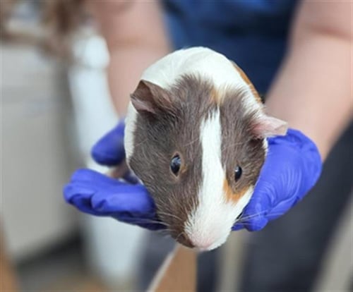 BELLA - Guinea Pig available for adoption