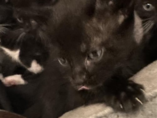 LEO - Domestic Short Hair available for adoption