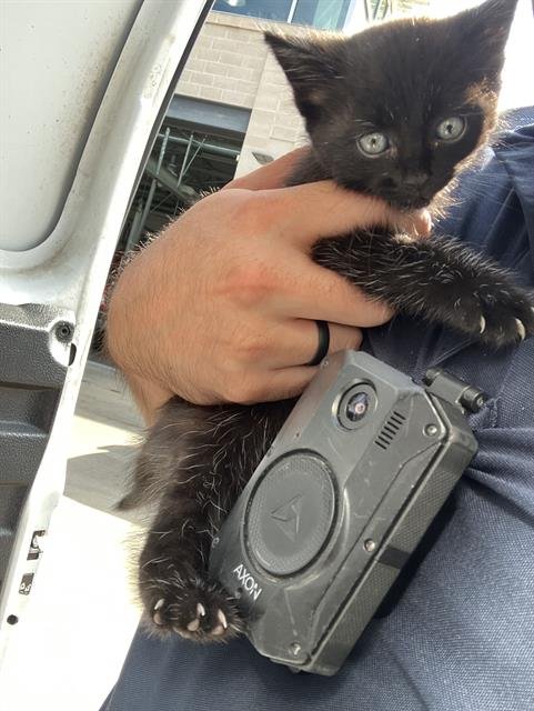BANE - Domestic Short Hair available for adoption