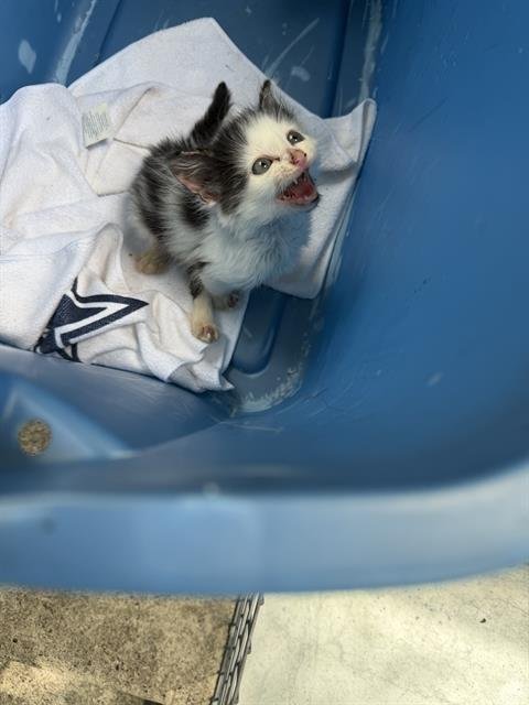 RUDY - Domestic Medium Hair available for adoption