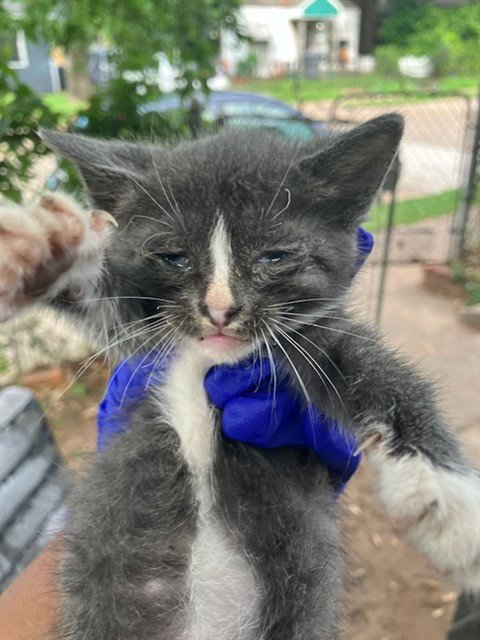 MICKEY - Domestic Short Hair available for adoption