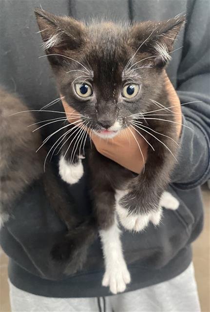 PEPPER - Domestic Short Hair available for adoption