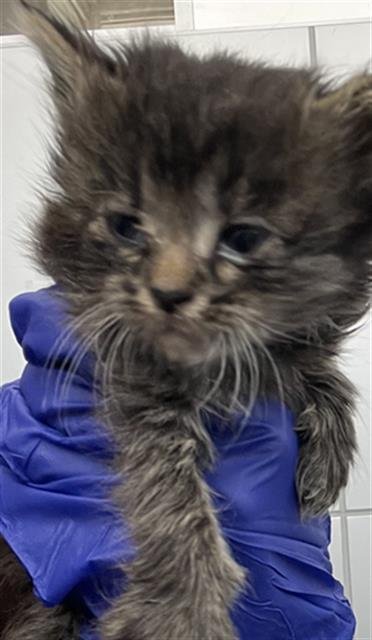 ROSE - Domestic Short Hair available for adoption