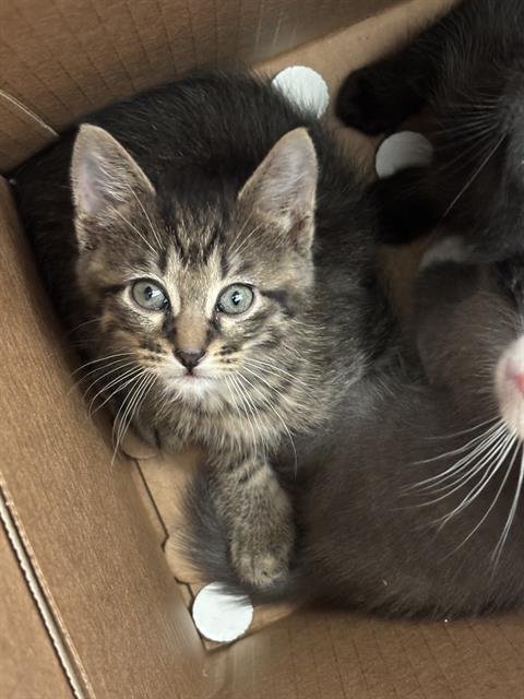 GOJU - Domestic Short Hair available for adoption