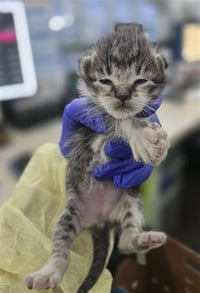 PIXIE - Photo 1