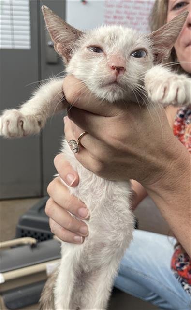 PIERCE - Domestic Short Hair available for adoption