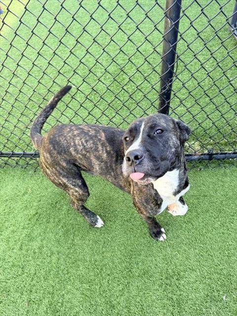 CLARENCE - Staffordshire Bull Terrier available for adoption